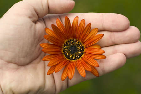 Hand holding orange beautiful flowerの写真素材