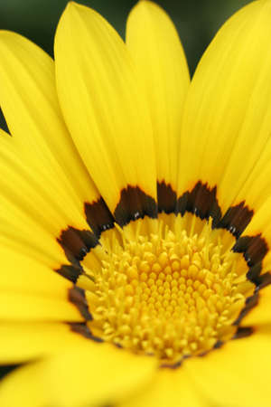 Closeup of a beautiful yellow flowerの写真素材