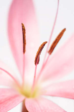 Beautiful closeup of a flowerの写真素材
