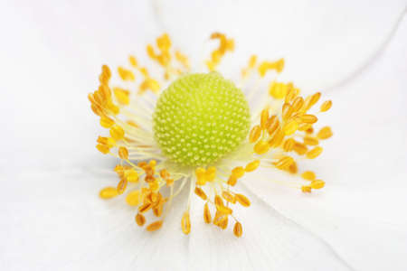 Beautiful closeup of a flowerの写真素材