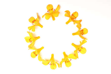 Ring of yellow flowers on a white backgroundの写真素材