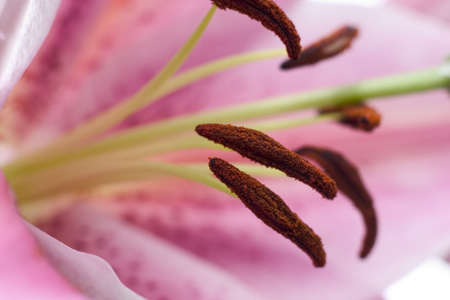 Pink hibiscus flower isolated on a white background