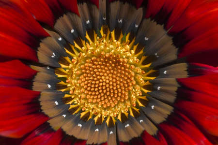 Closeup red and yellow flowerの写真素材