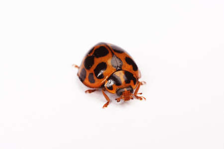 Isolated Ladybird on a white backgroundの写真素材