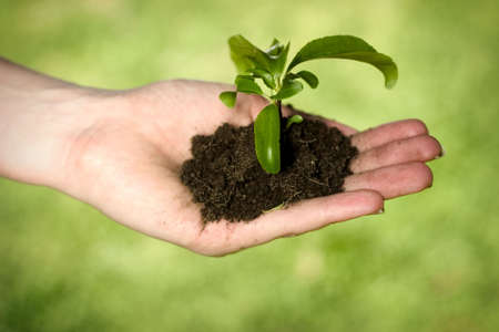 Hand holding dirt and plant