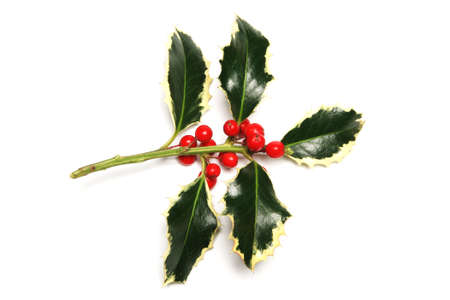 Perfect holly on a white backgroundの写真素材