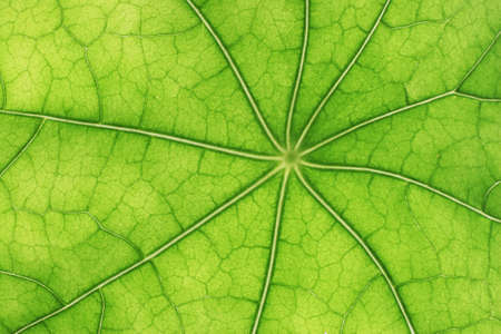 Beautiful green leaves with veins visibleの写真素材