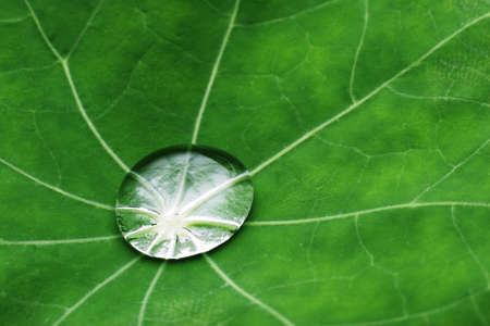 Water drop on leaf closeup
