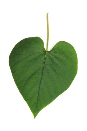 Beautiful green leaves with veins visible