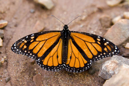 Monarch butterfly on dirt ground