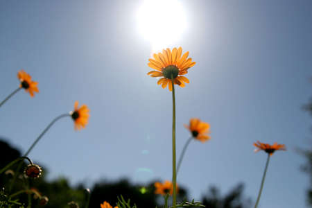 Orange flowers against the summer skyの写真素材
