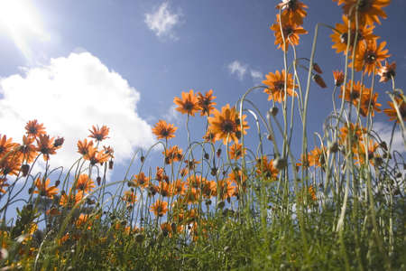 Orange flowers with sky in backgroundの写真素材