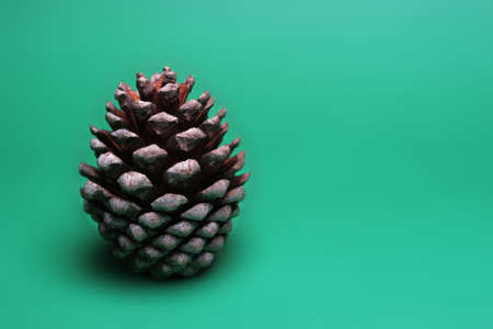 Perfect pinecone on a clean surfaceの写真素材