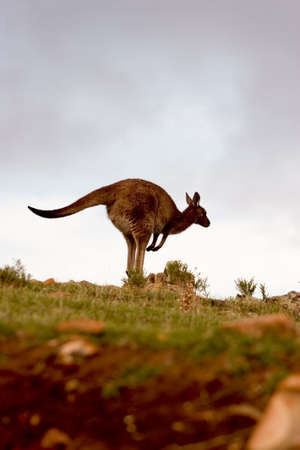 Kangaroo jumping on a hillsideの写真素材