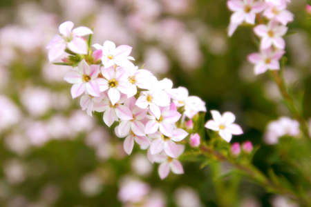 Beautiful purple and white flowerの写真素材