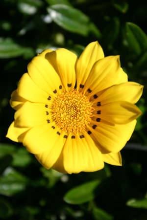 Beautiful detailed closeup of a yellow flowerの写真素材