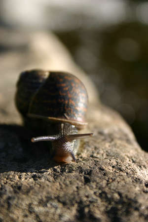 Small snail travelling along a rockの写真素材