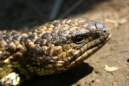 Sleepy lizard closeup of neck and head