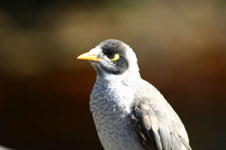 Small grey and black minor birdの写真素材