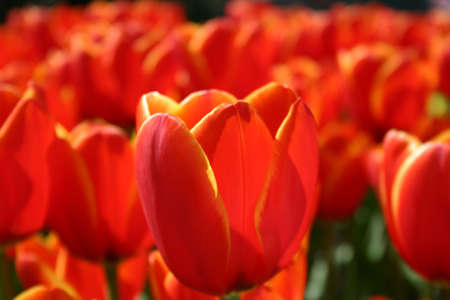 Beautiful detailed closeup of red tulipsの写真素材