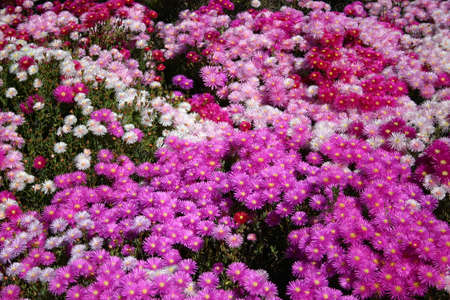 Beautiful detailed closeup of a flowerの写真素材