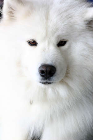 Closeup shot of white dogの写真素材