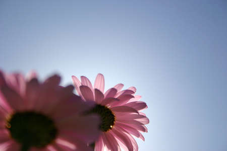 Beautiful detailed closeup of a flowerの写真素材