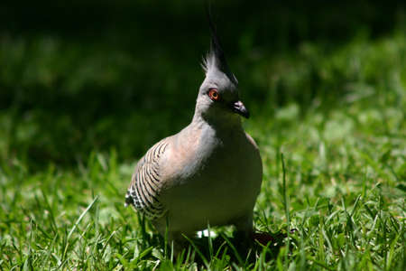 Wood pigeon on green grassの写真素材