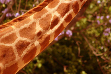 Closeup of giraffe showing detailの写真素材