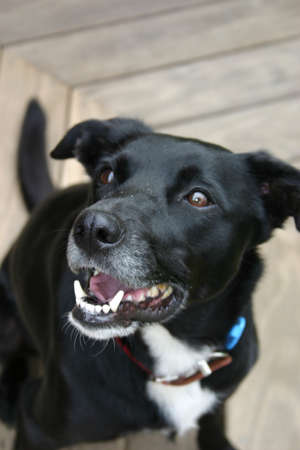 Beautiful black dog with a red collarの写真素材