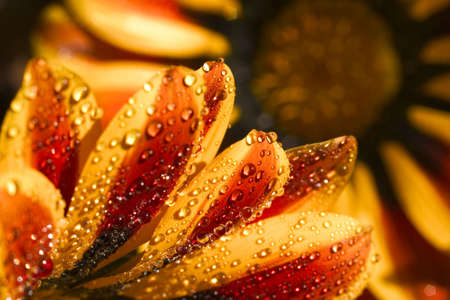 Closeup of orange flower with water dropletsの写真素材