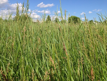 Tall Grassの写真素材