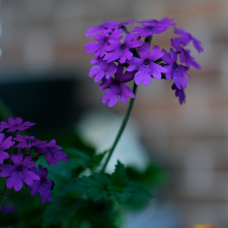Purple Flowerの写真素材