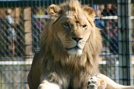 Lionの写真素材