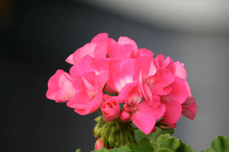 Pink Flowerの写真素材