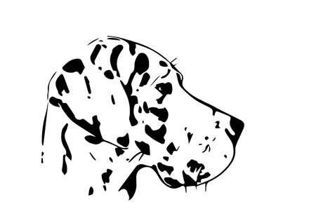 Great Dane black and white headのイラスト素材
