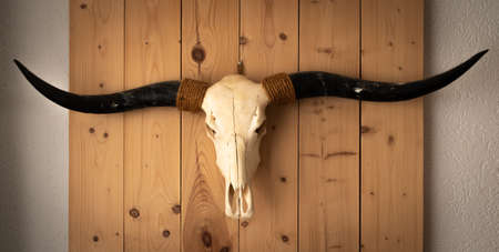 Animal skulls on a wooden backgroundの写真素材