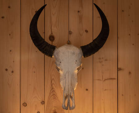 Animal skulls on a wooden backgroundの写真素材