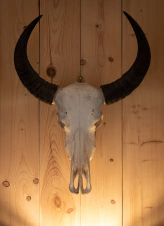 Animal skulls on a wooden backgroundの写真素材