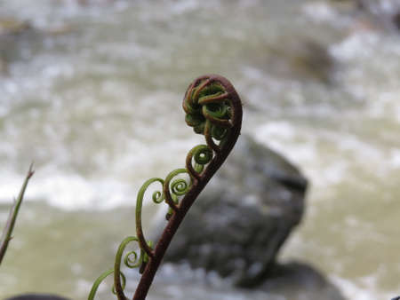 branch over water