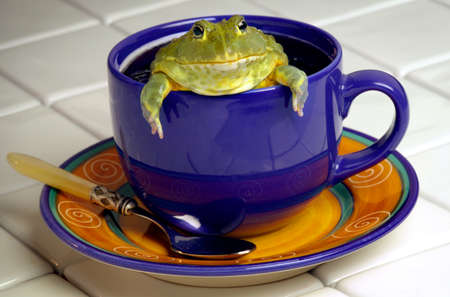 Coffee Cup with a Frogの写真素材
