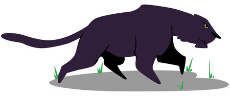 Vector image of a big black panther on a white background.のイラスト素材