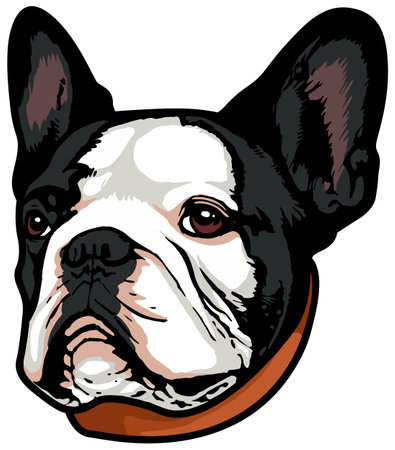 French Bulldog head. Vector illustration - color + b/w versions.のイラスト素材