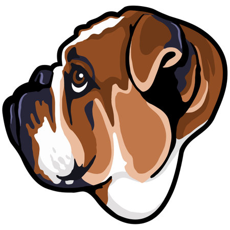 Portrait of a boxer dog. Vector illustration of a boxer dog.のイラスト素材