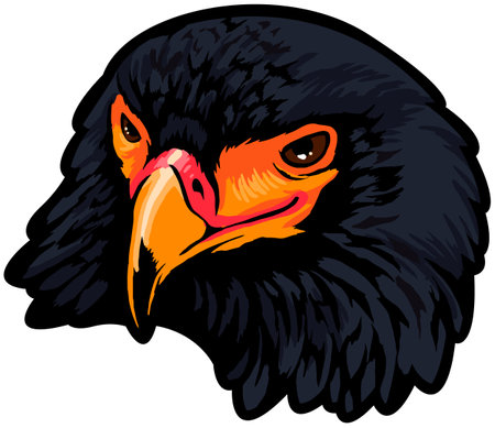Eagle head. Vector illustration - color + b/w versions.のイラスト素材