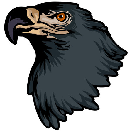 Eagle head. Vector illustration - color + b/w versions.のイラスト素材