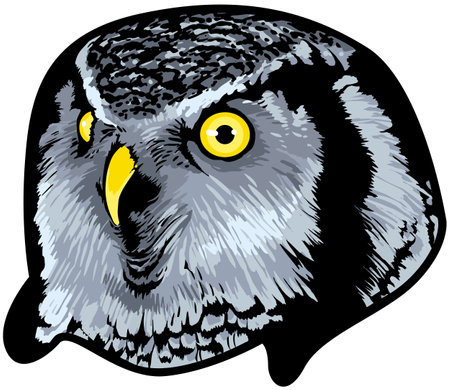 Owl head. Vector illustration - color + b/w versions.のイラスト素材
