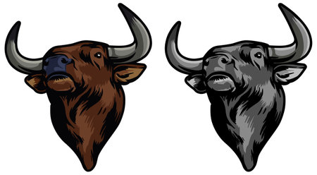 Bull head and buffalo head on white background. Vector illustration in color and black versions.のイラスト素材