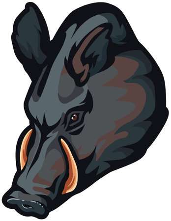Wild boar head. Vector illustration - color + b/w versions.のイラスト素材