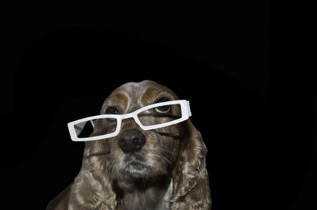 A cocker spaniel wearing dress up glasses isolated with a black backgroundの写真素材
